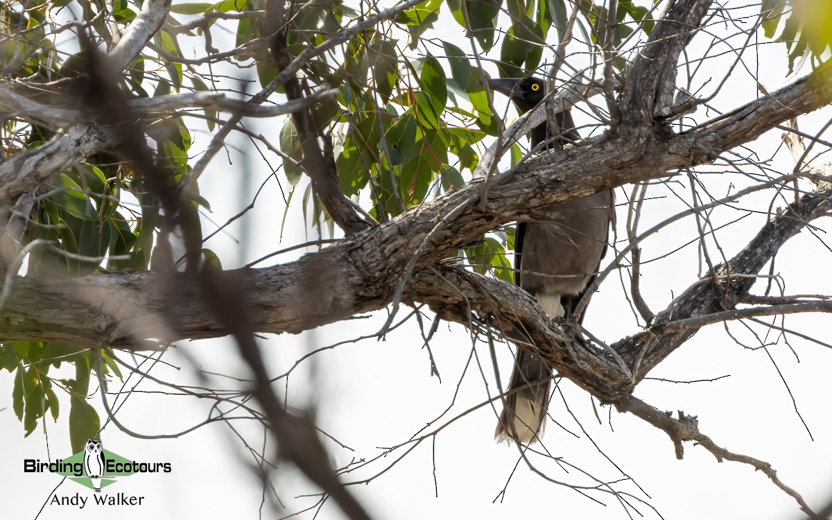 Gray Currawong (Black-winged) - ML610266062
