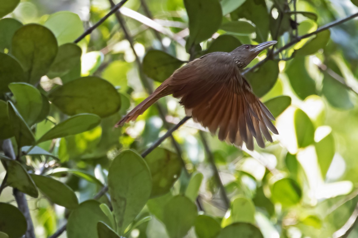 Cinnamon-throated Woodcreeper - ML610266065