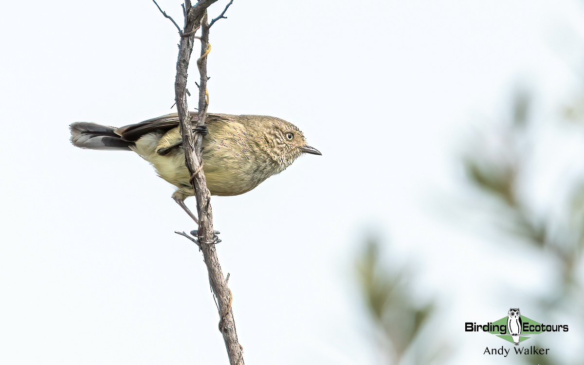 Slender-billed Thornbill - ML610266082