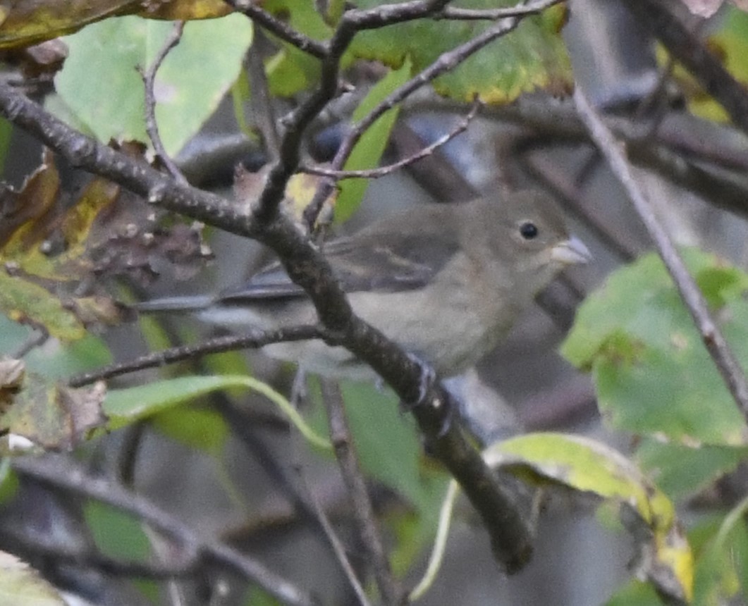 Indigo Bunting - ML610266096