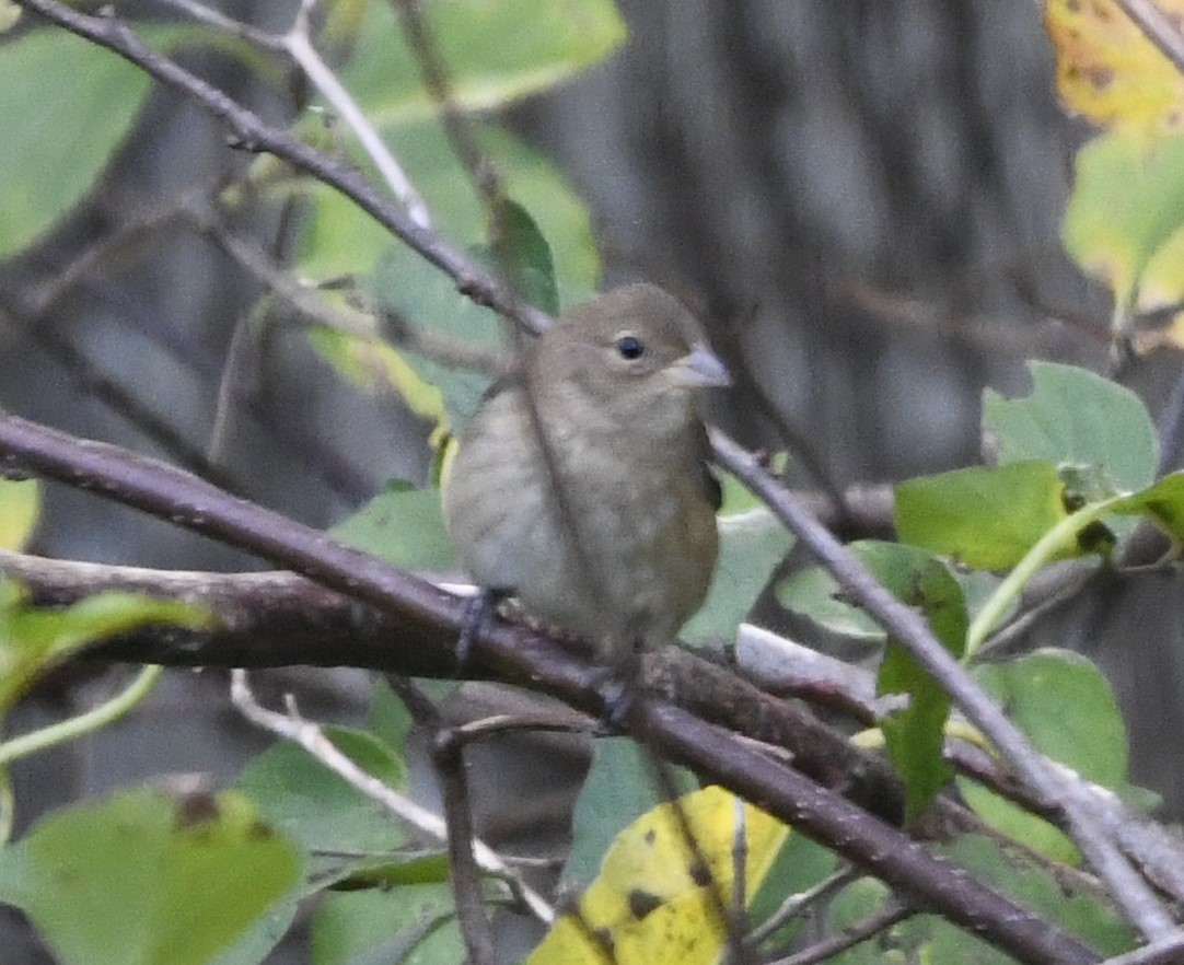 Indigo Bunting - ML610266110