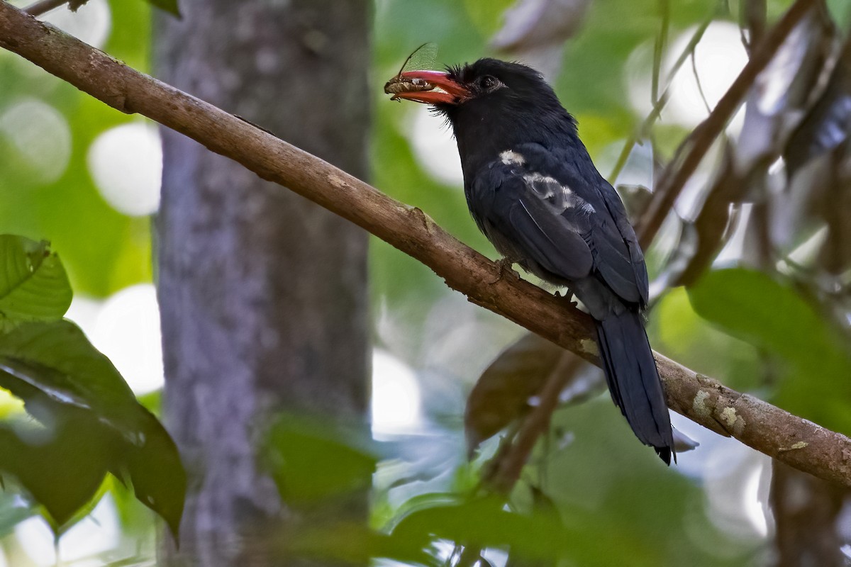 Weißschulter-Faulvogel - ML610266124