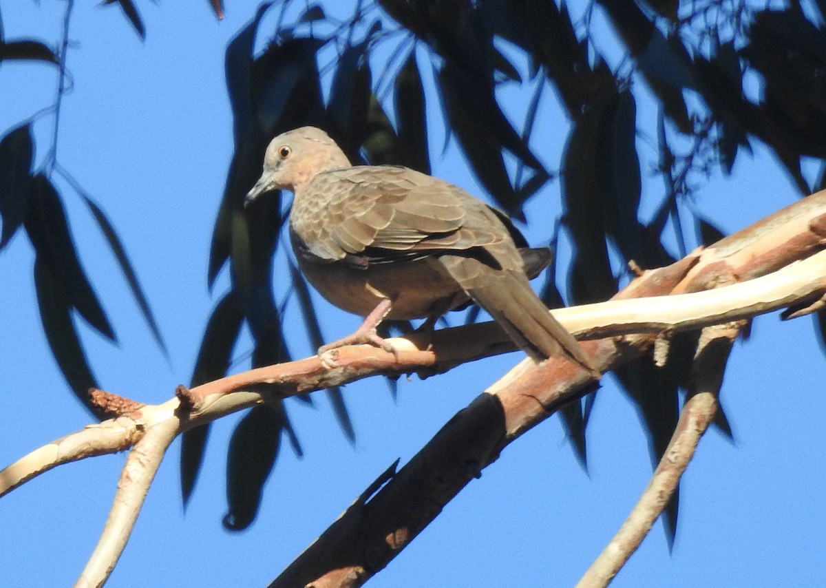 Spotted Dove - ML610266129