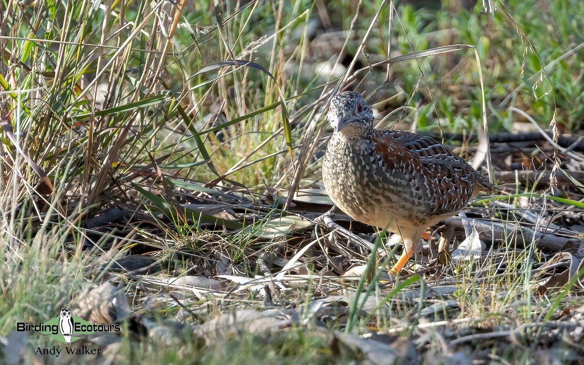 Painted Buttonquail - ML610266187