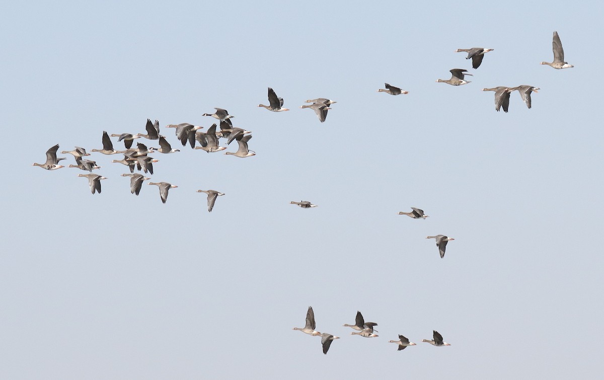 Greater White-fronted Goose - ML610266372