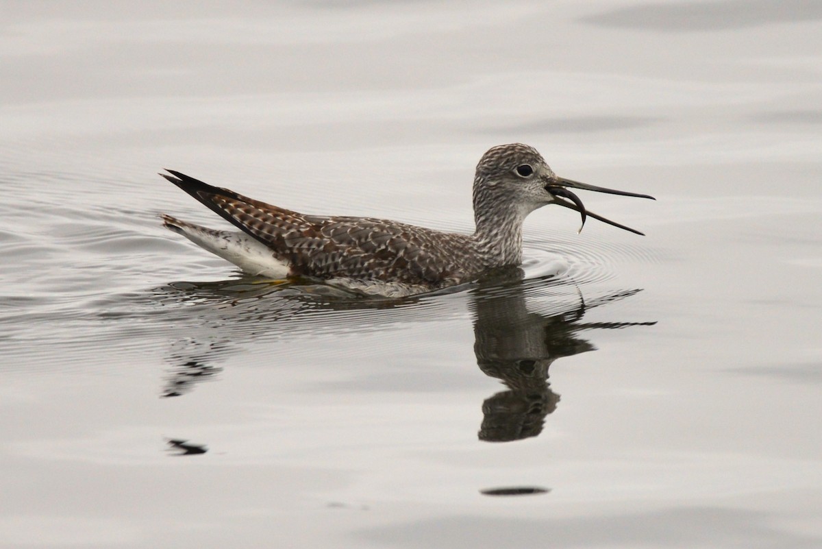 Greater Yellowlegs - ML610266382