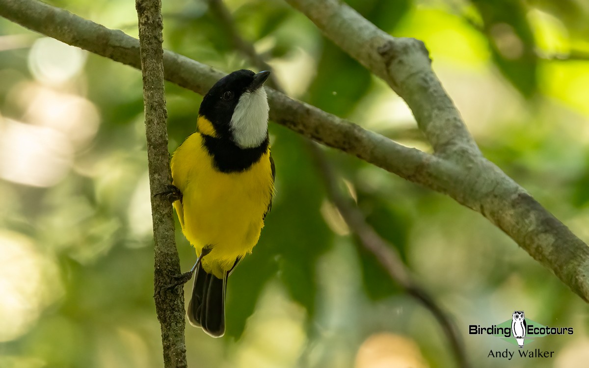 Golden Whistler - ML610266504