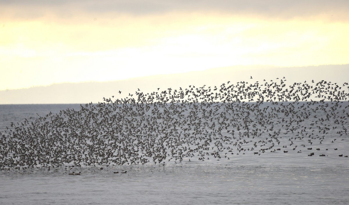 Dunlin - Henry deJong