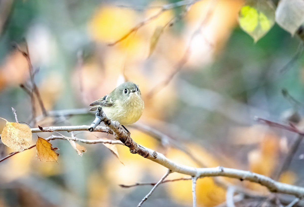 Ruby-crowned Kinglet - ML610266535