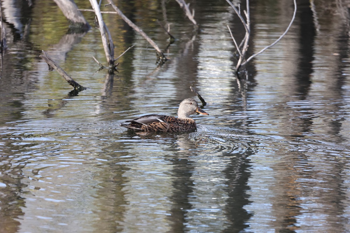 Mallard - ML610266540