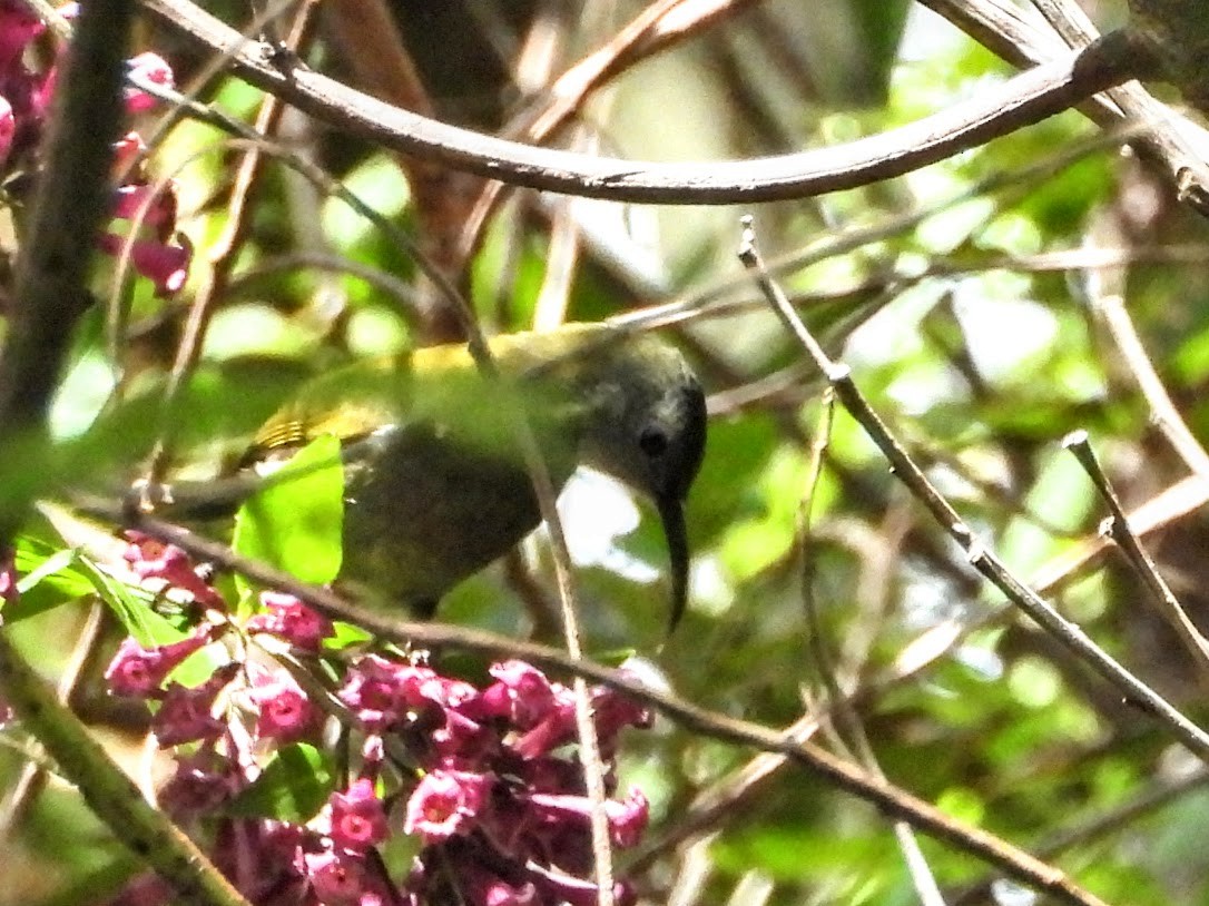 White-flanked Sunbird - Warren Regelmann