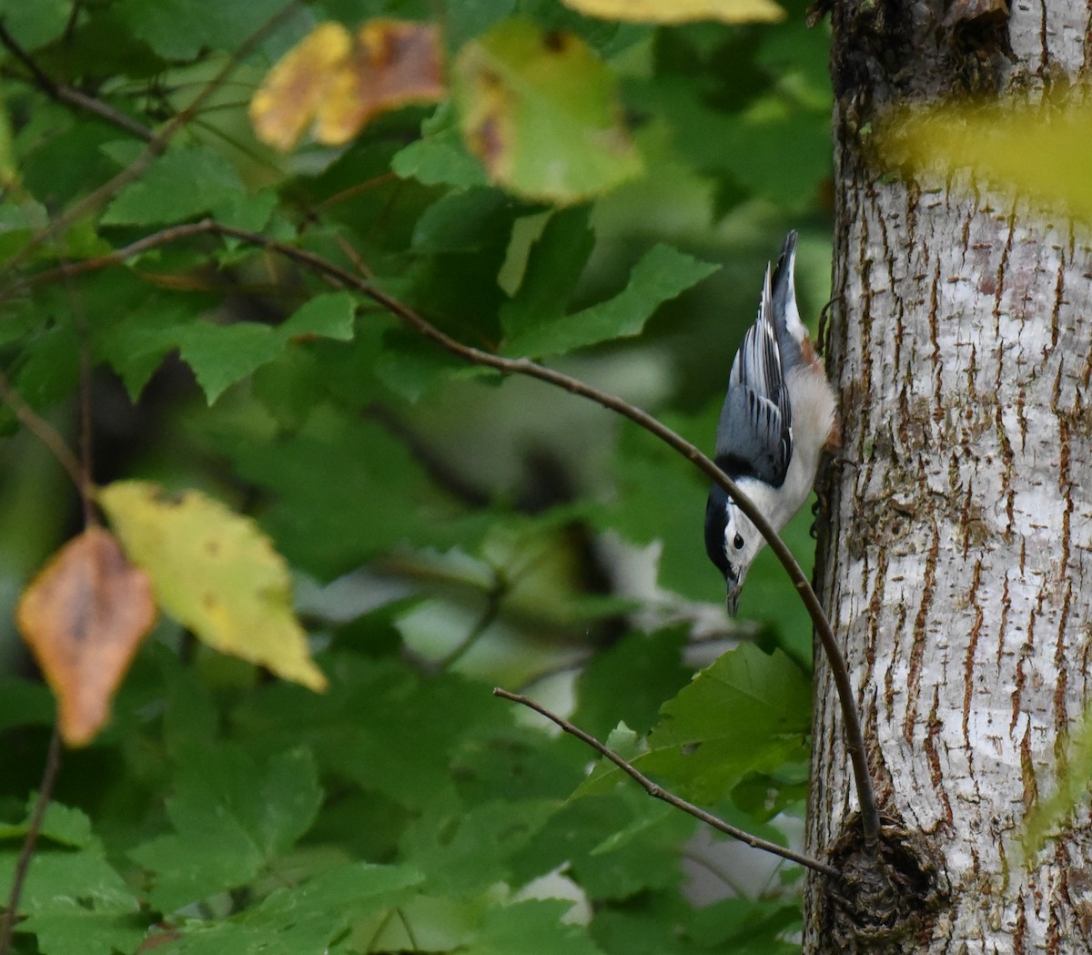 White-breasted Nuthatch - ML610266572