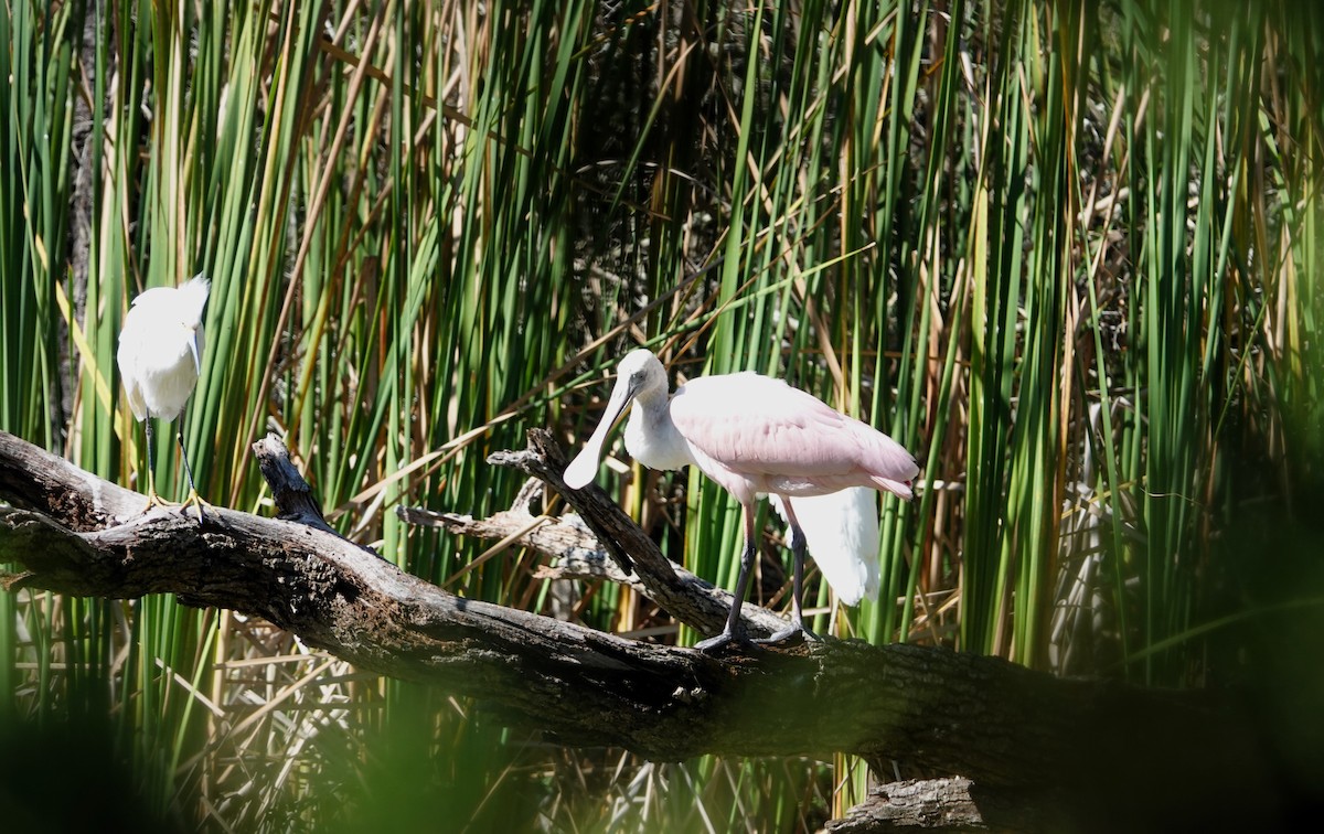 Roseate Spoonbill - ML610266799