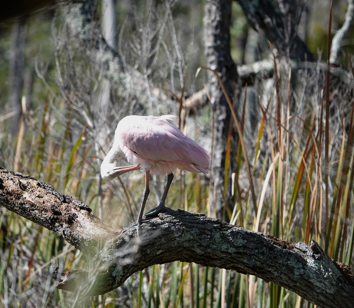 Roseate Spoonbill - ML610266800