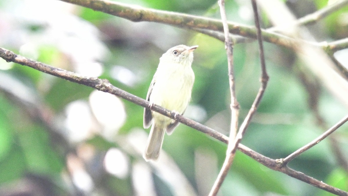 Double-banded Pygmy-Tyrant - ML610266940