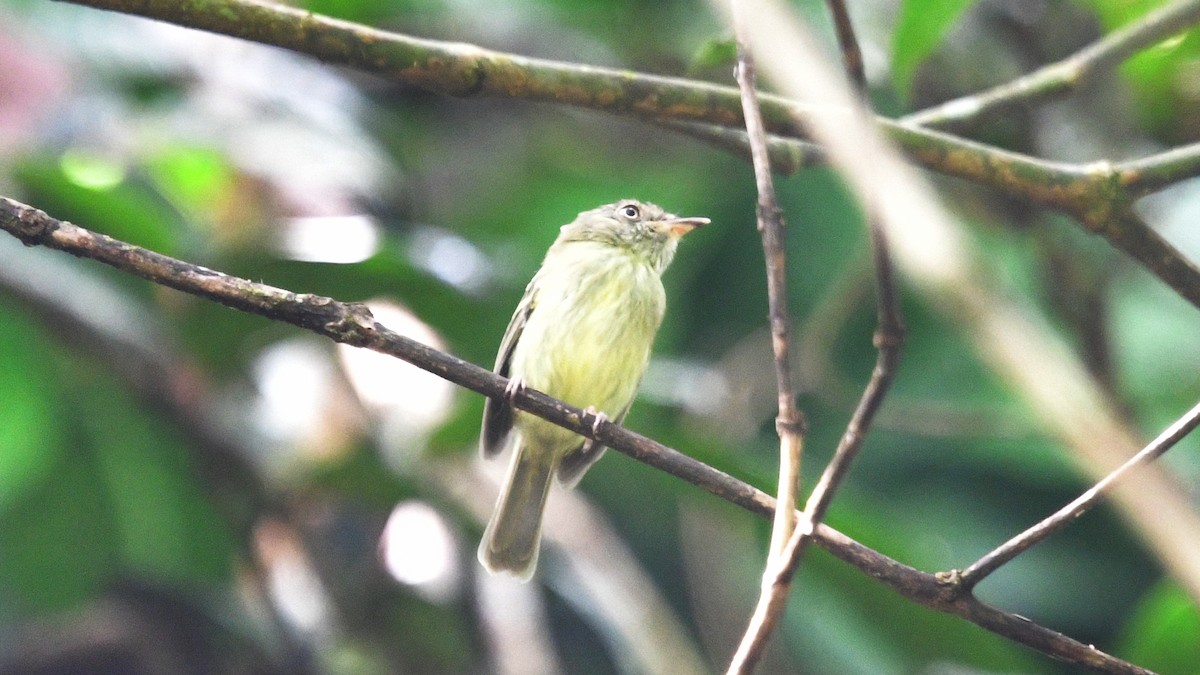 Double-banded Pygmy-Tyrant - ML610267010