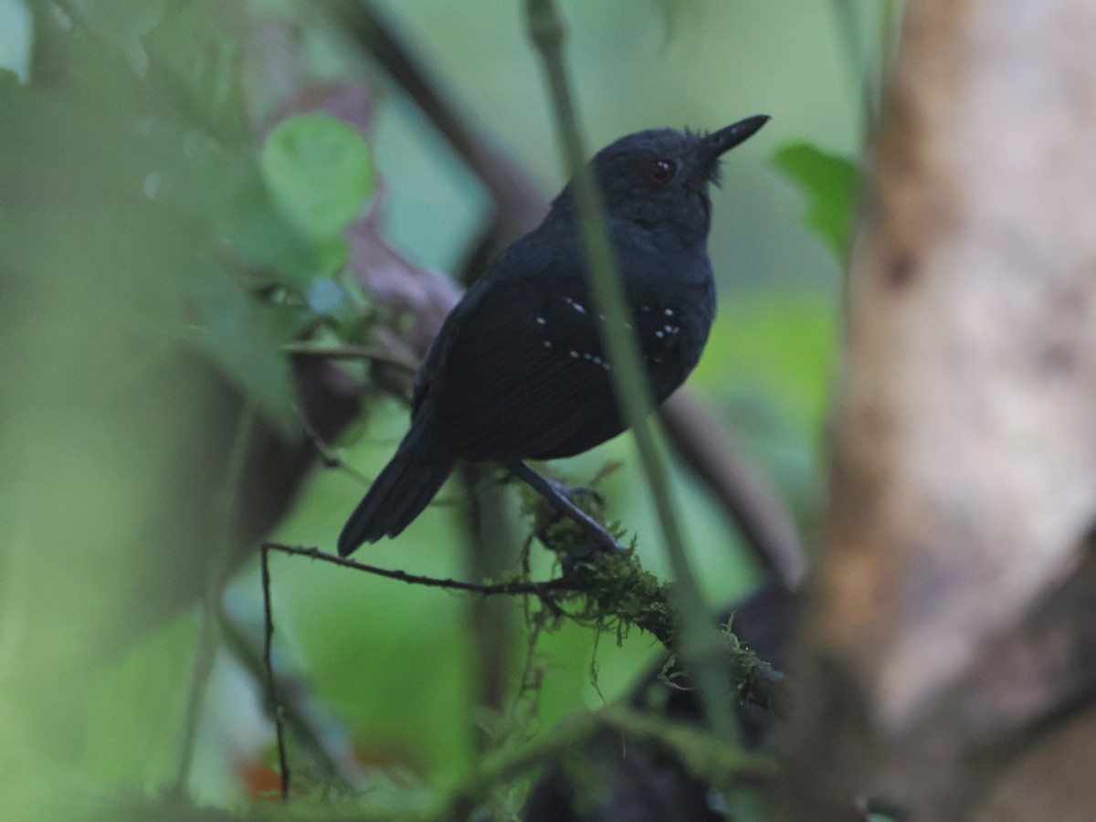 Esmeraldas Antbird - george parker