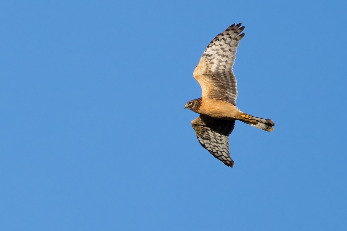 Northern Harrier - ML610267112