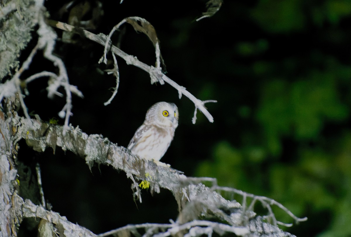 Northern Saw-whet Owl (acadicus) - ML610267157