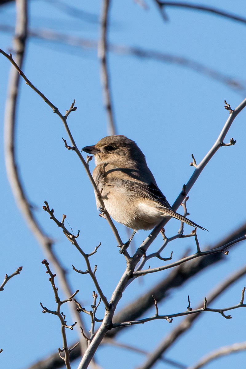 Northern Shrike - ML610267168