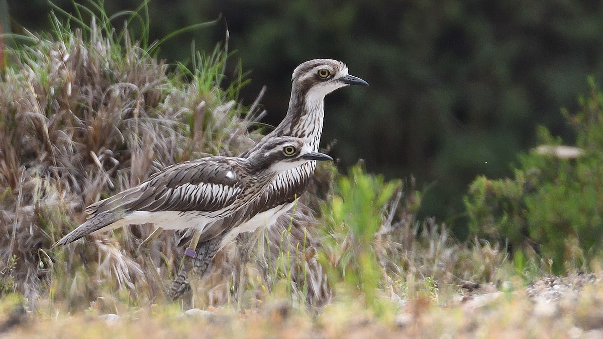 Bush Thick-knee - ML610267192