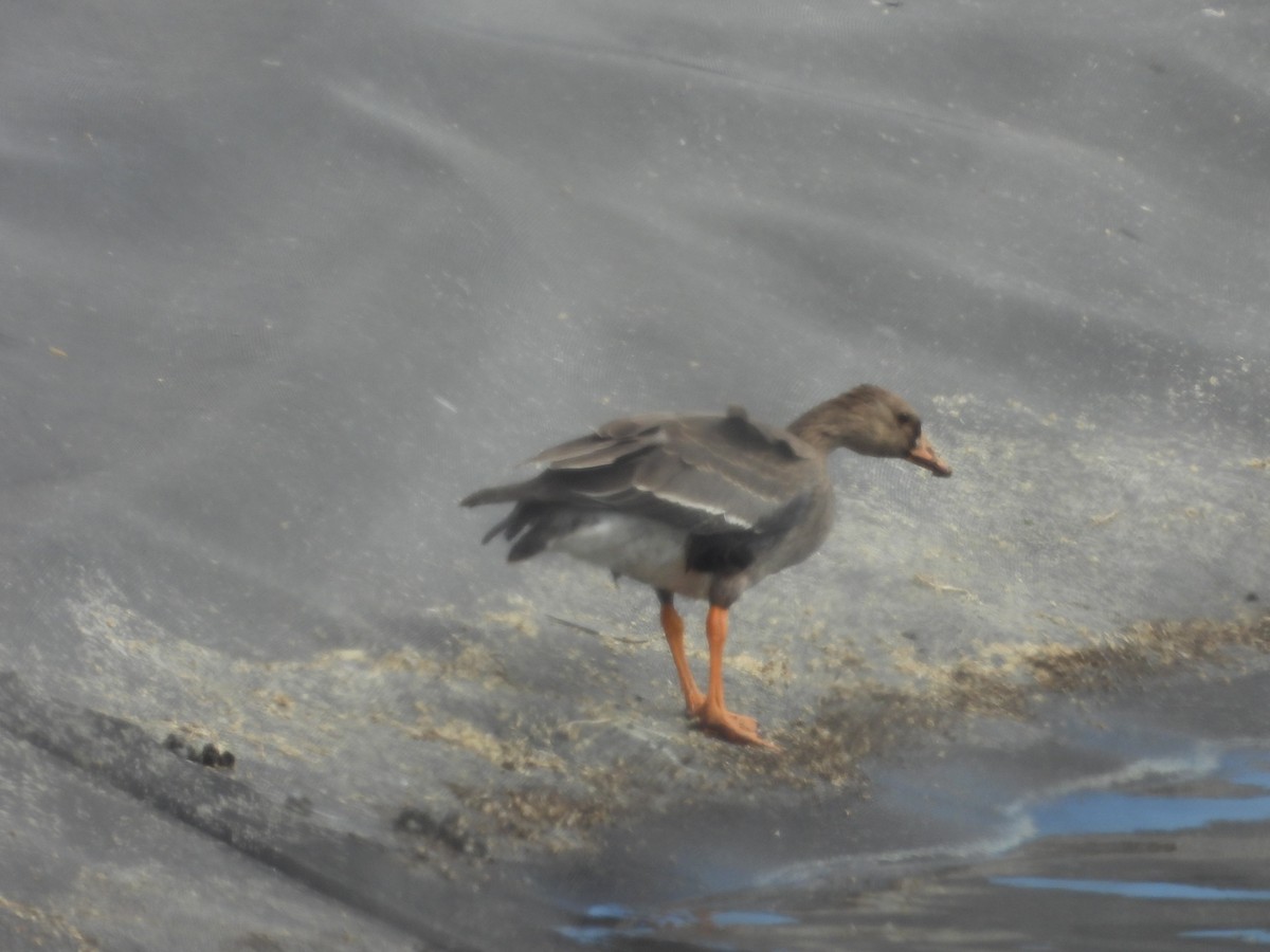 Greater White-fronted Goose - ML610267197