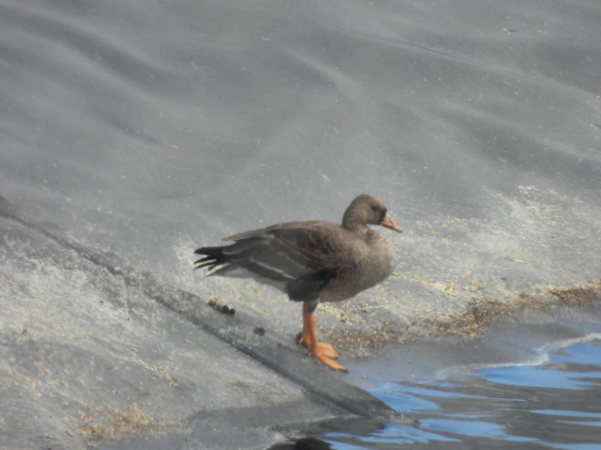 Greater White-fronted Goose - ML610267198