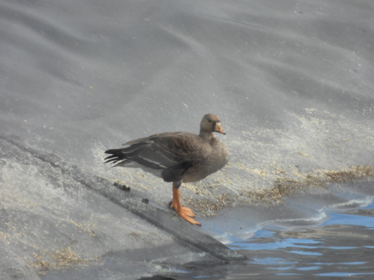 Greater White-fronted Goose - ML610267199
