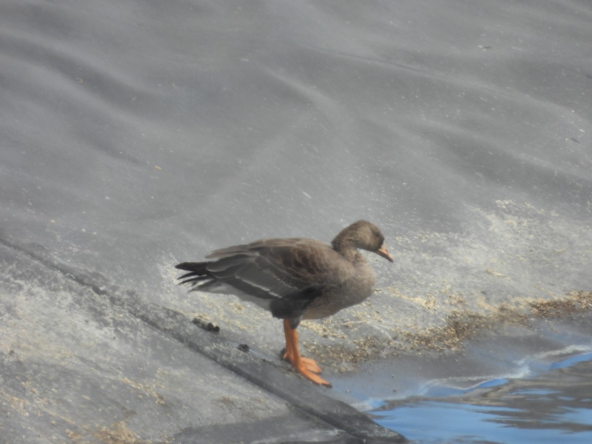 Greater White-fronted Goose - ML610267200