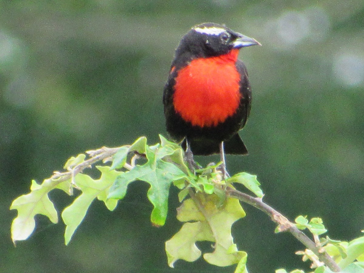 White-browed Meadowlark - ML610267259