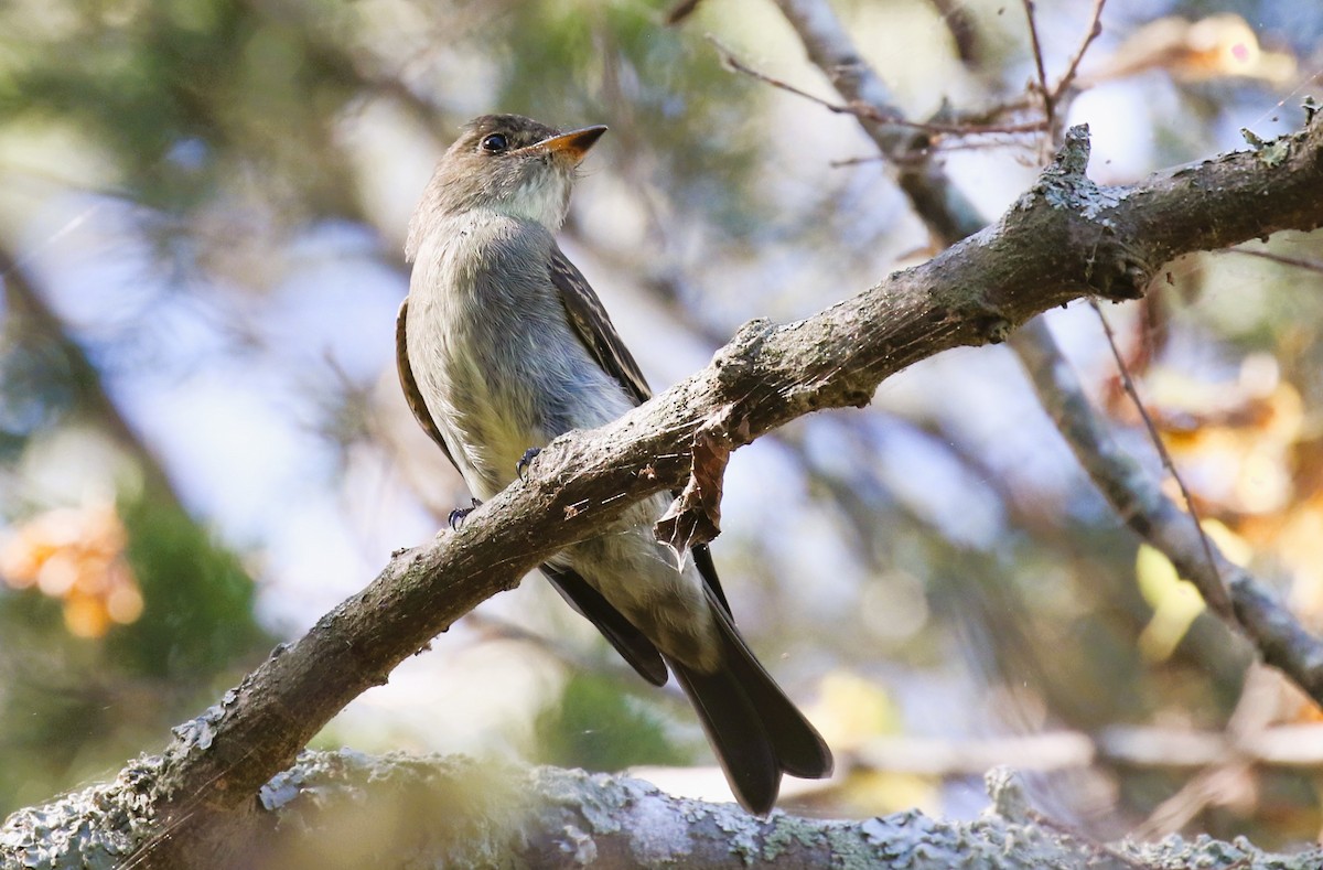 Eastern Wood-Pewee - ML610267268