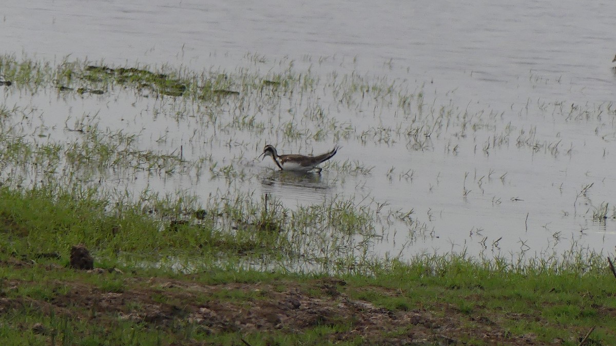 Jacana Colilarga - ML610267331