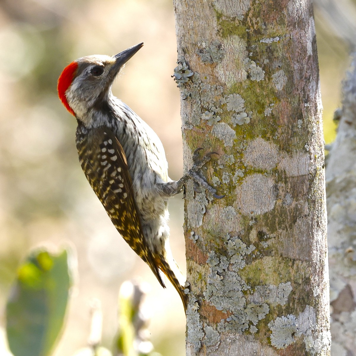 Cardinal Woodpecker - ML610267356
