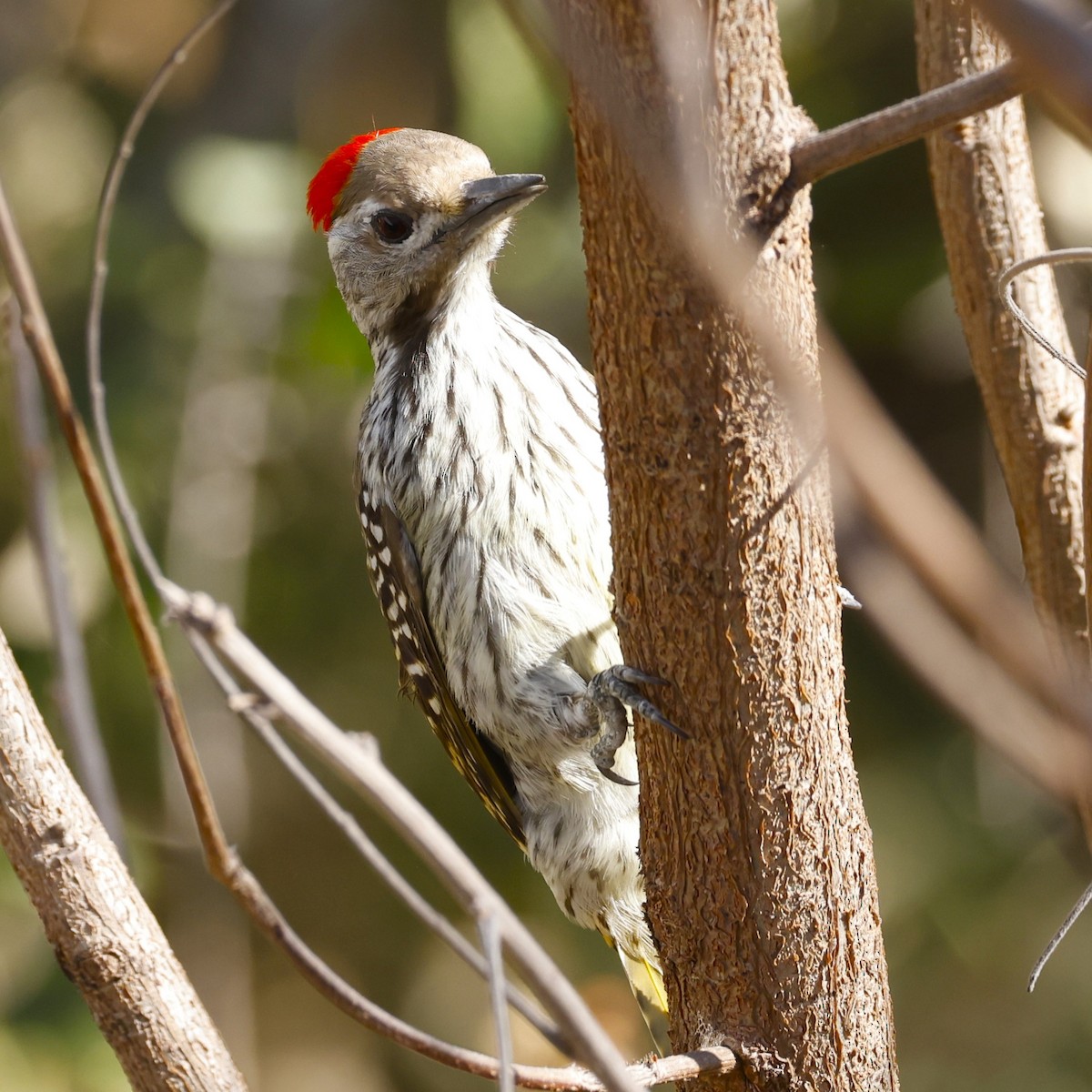 Cardinal Woodpecker - ML610267357