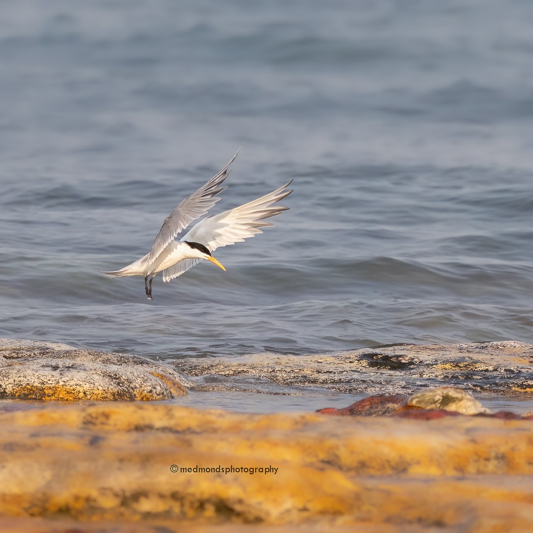 Great Crested Tern - ML610267397