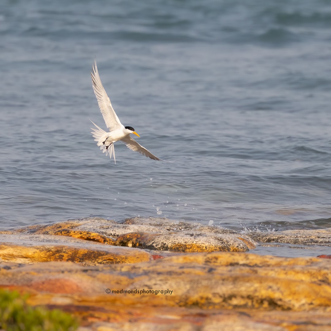 Great Crested Tern - ML610267398