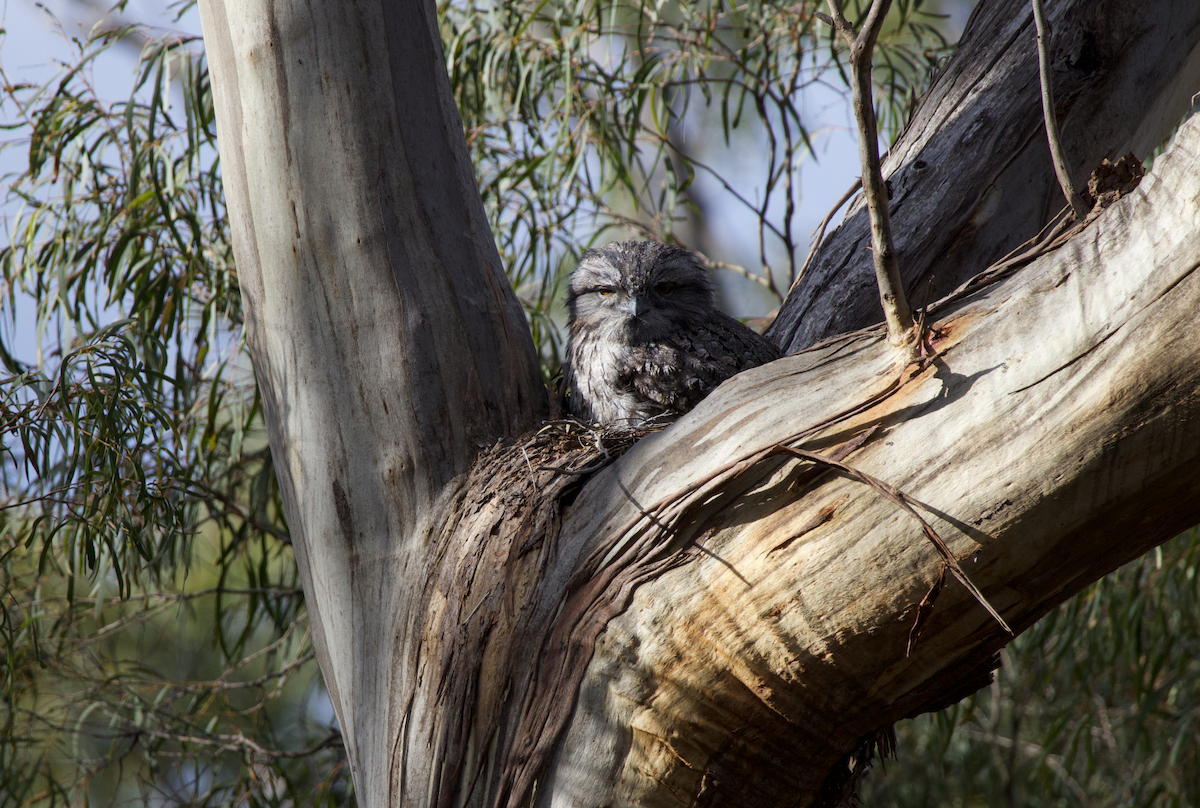 Tawny Frogmouth - Ethan Dean