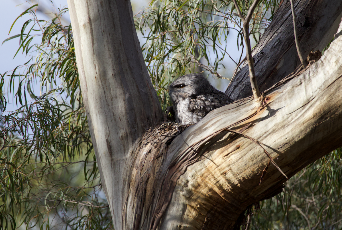 Tawny Frogmouth - Ethan Dean