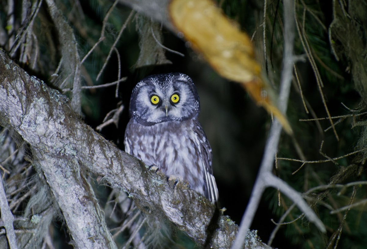 Boreal Owl (Richardson's) - ML610267462