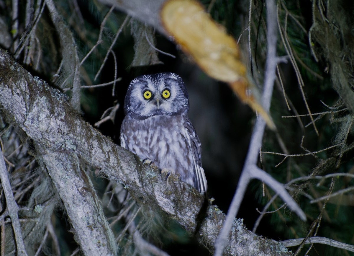 Boreal Owl (Richardson's) - ML610267463