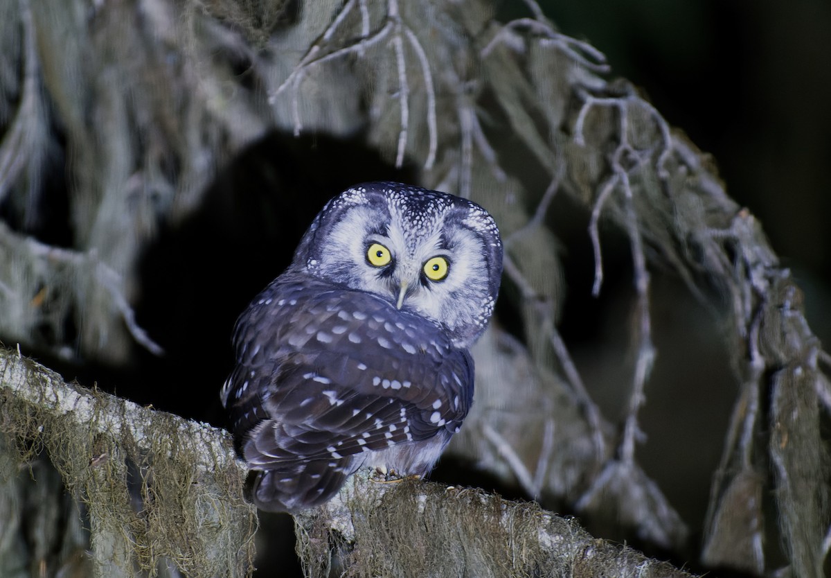 Boreal Owl (Richardson's) - ML610267478