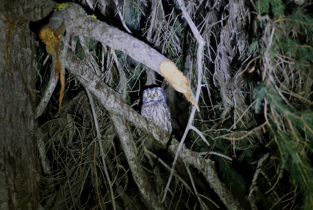 Boreal Owl (Richardson's) - ML610267480
