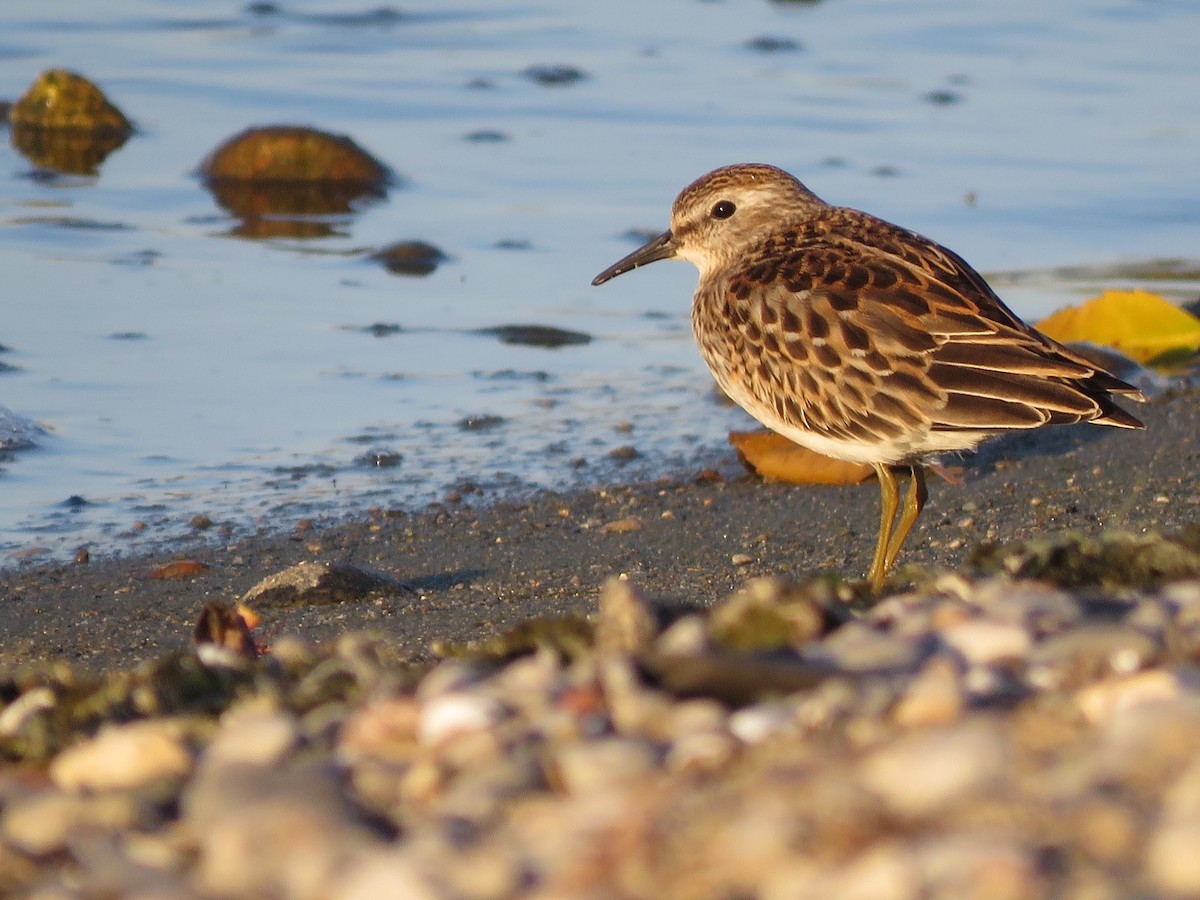 Least Sandpiper - ML610267617