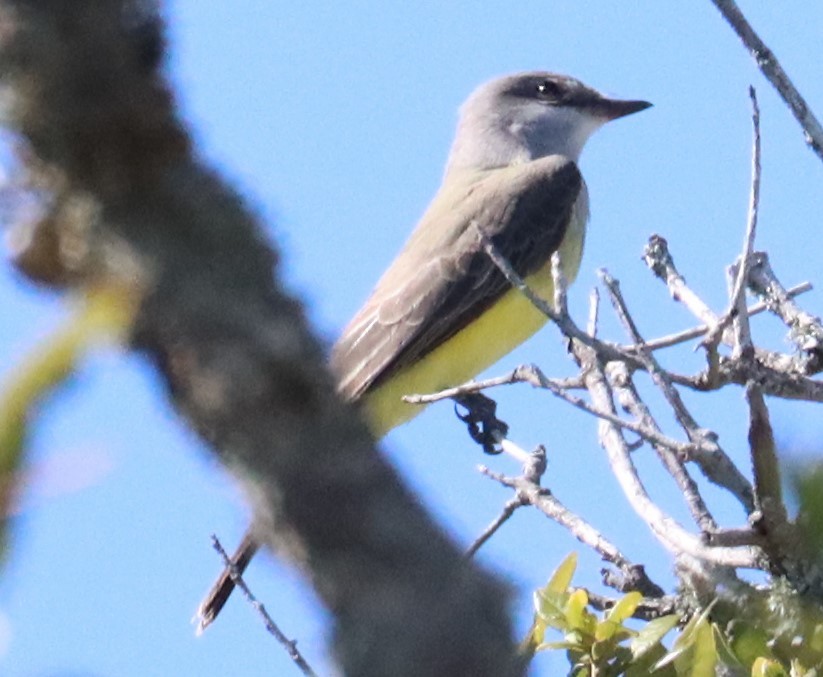 Western Kingbird - ML610267636