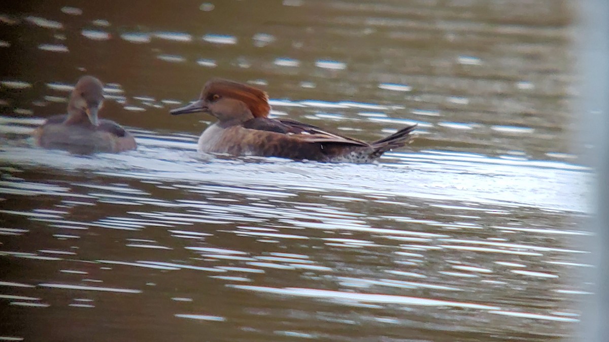 Hooded Merganser - Chad Unruh