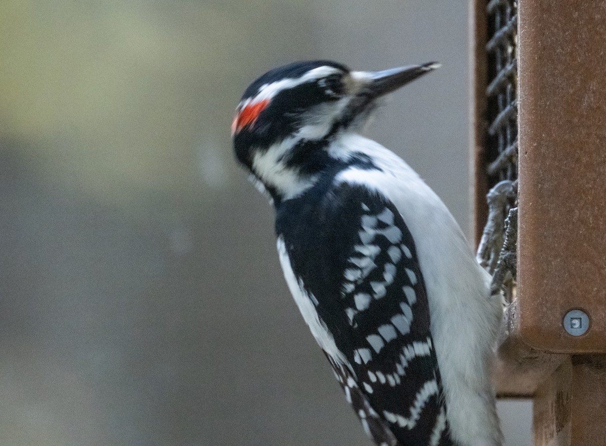 Hairy Woodpecker - Ken Milender