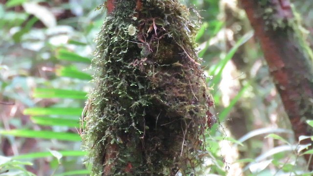 Snowy-browed Flycatcher - ML610267837