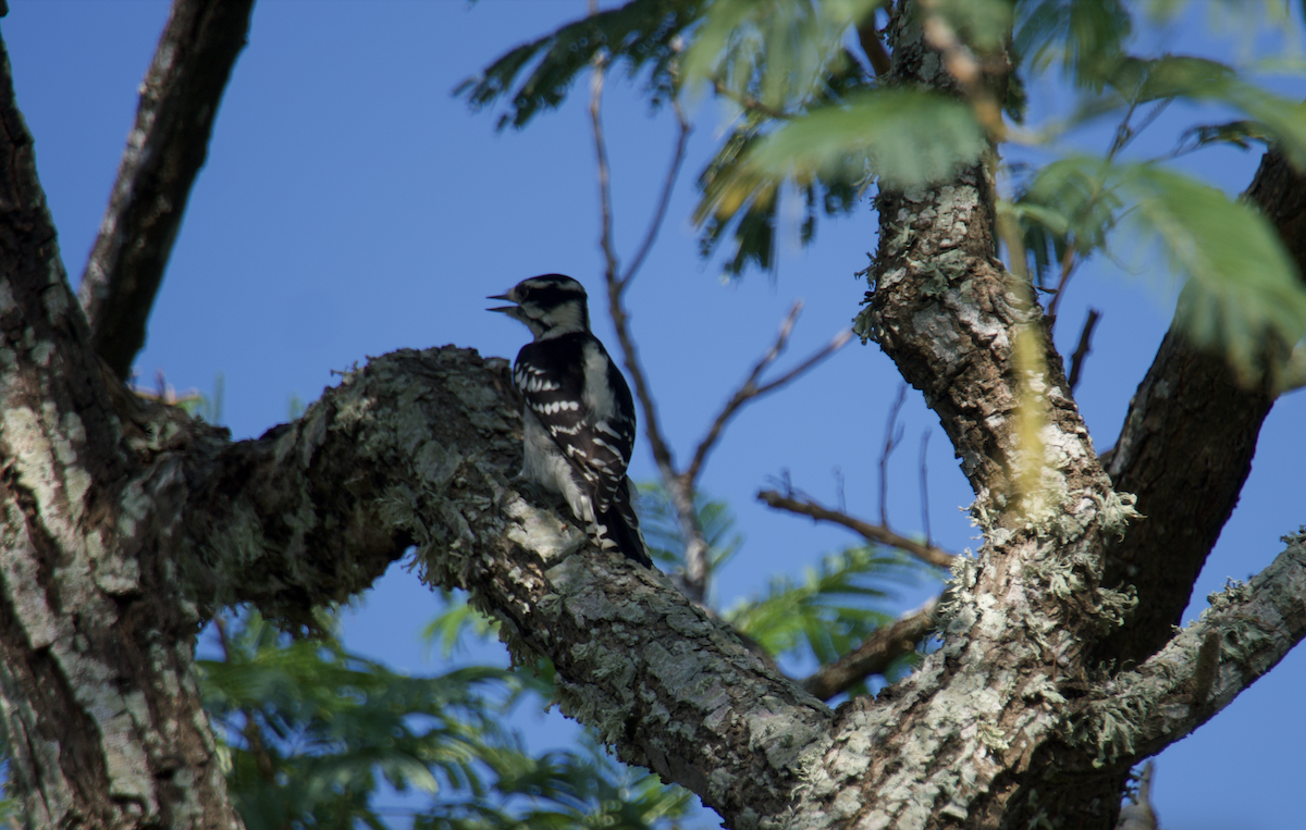 Downy Woodpecker (Eastern) - ML610267845