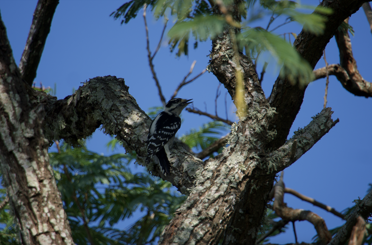 Downy Woodpecker (Eastern) - ML610267846