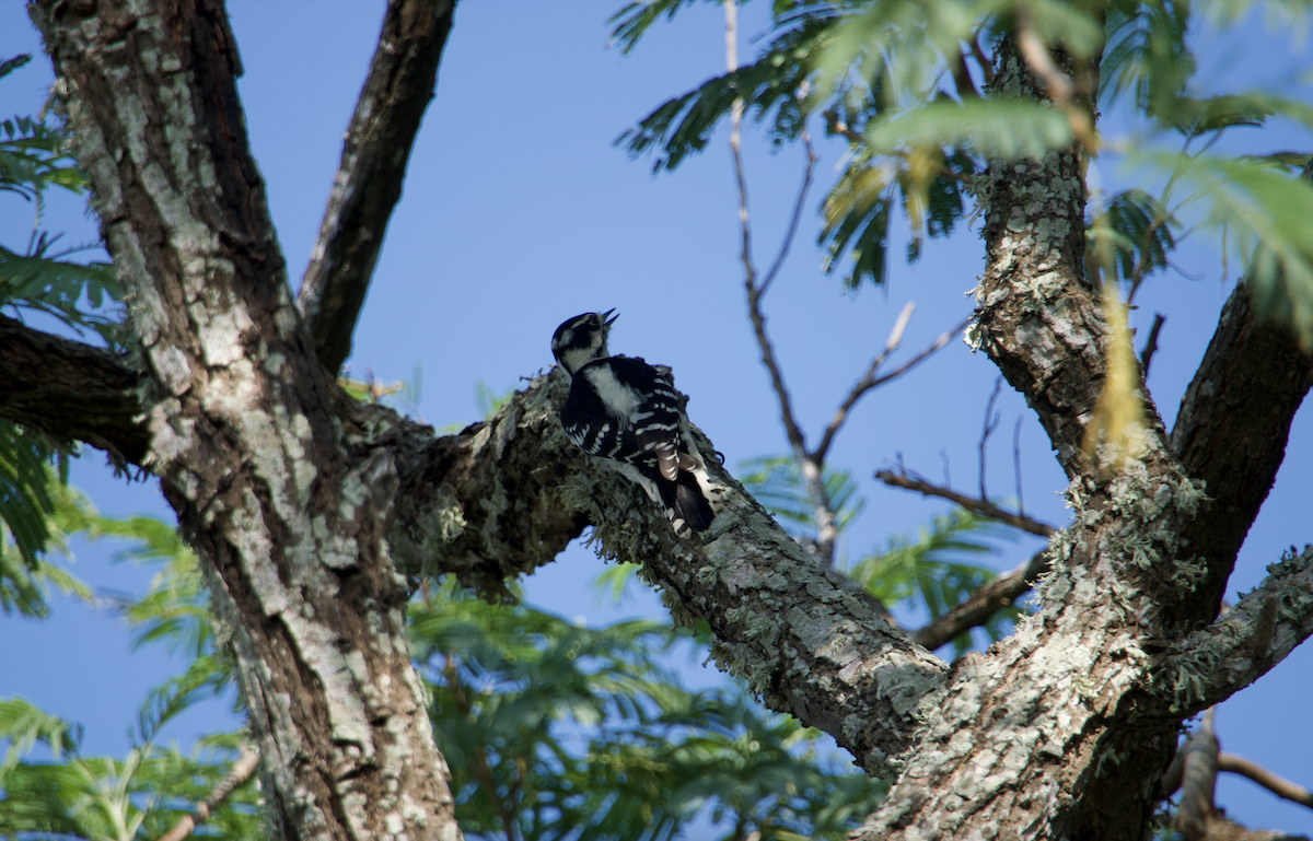 Downy Woodpecker (Eastern) - ML610267847